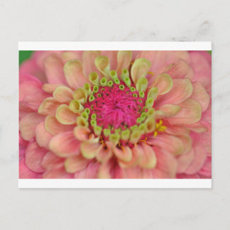 zinnia briefkaart