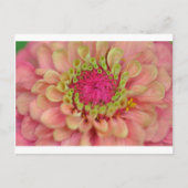 zinnia briefkaart (Voorkant)
