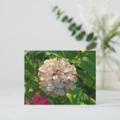 Zinnia-briefkaart Briefkaart (Staand voorkant)