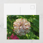 Zinnia-briefkaart Briefkaart (Voorkant / Achterkant)