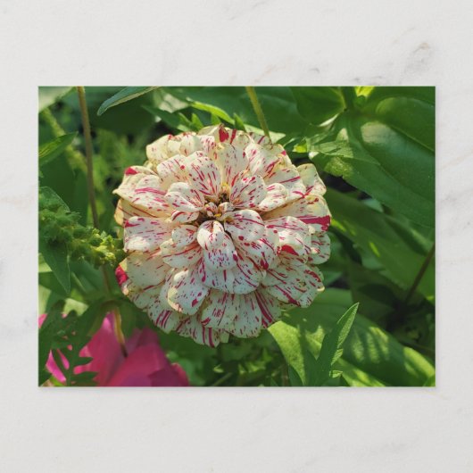 Zinnia-briefkaart Briefkaart (Voorkant)