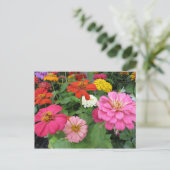 Zinnia Bundle Briefkaart (Staand voorkant)