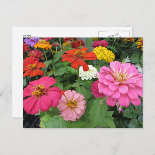 Zinnia Bundle Briefkaart (Voorkant / Achterkant)