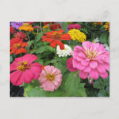 Zinnia Bundle Briefkaart (Voorkant)