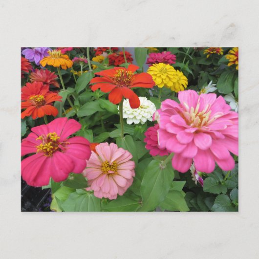 Zinnia Bundle Briefkaart (Voorkant)