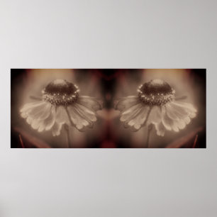 Zinnia Daisy Flower Sepia  Abstract Poster