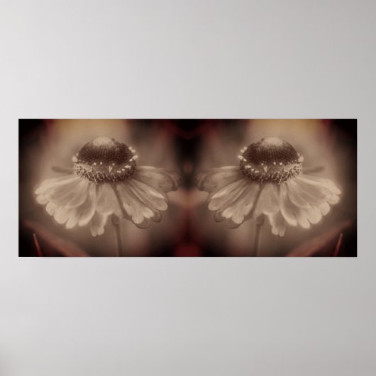 Zinnia Daisy Flower Sepia  Abstract Poster (Voorkant)