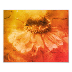 Zinnia Daisy Flower Sepia  Distressed 8x10 Foto Afdruk