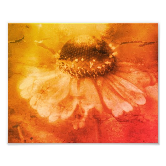 Zinnia Daisy Flower Sepia Distressed 8x10 Foto Afdruk (Voorkant)