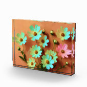 Zinnia Elegans Bloemen Fotoblokken (Rechts)