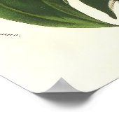 Zinnia elegans/Common Zinnias by Van Houtte Poster (Hoek)