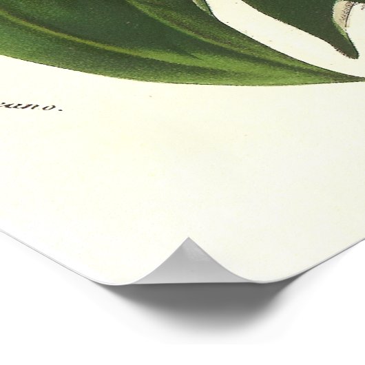 Zinnia elegans/Common Zinnias by Van Houtte Poster (Hoek)