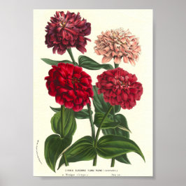Zinnia elegans/Common Zinnias by Van Houtte Poster
