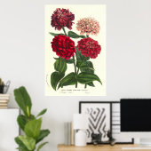 Zinnia elegans/Common Zinnias by Van Houtte Poster (Thuiskantoor)