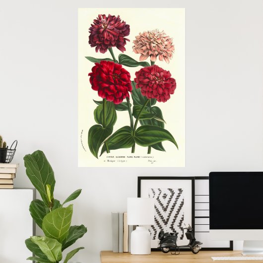 Zinnia elegans/Common Zinnias by Van Houtte Poster (Thuiskantoor)