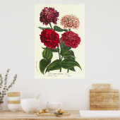 Zinnia elegans/Common Zinnias by Van Houtte Poster (Keuken)