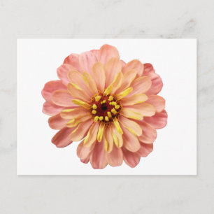 Zinnia Floral Flower Natuur Fotografie Briefkaart