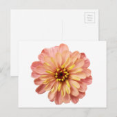 Zinnia Floral Flower Natuur Fotografie Briefkaart (Voorkant / Achterkant)