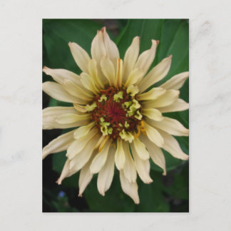 Zinnia Flower Briefkaart