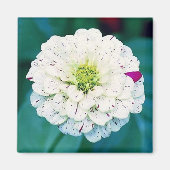 Zinnia Flower Magnet (Voorkant)