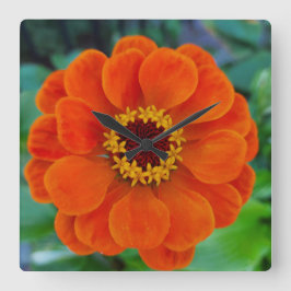 Zinnia flower oranje klok