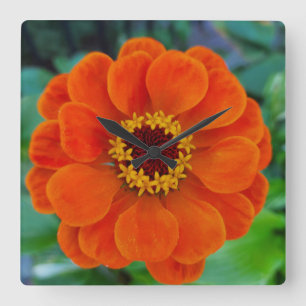 Zinnia flower oranje klok