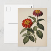 Zinnia illustratie briefkaart (Voorkant / Achterkant)