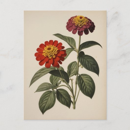 Zinnia illustratie briefkaart (Voorkant)