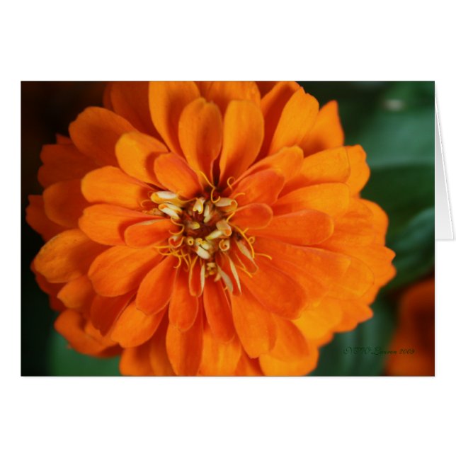 Zinnia-kaart (Voorkant Horizontaal)