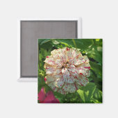 Zinnia magnet (Voorkant / Achterkant)