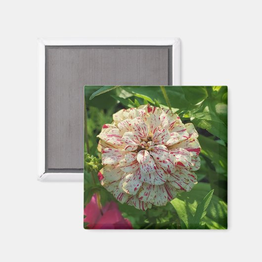 Zinnia magnet (Voorkant / Achterkant)