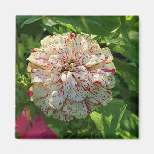 Zinnia magnet (Voorkant)
