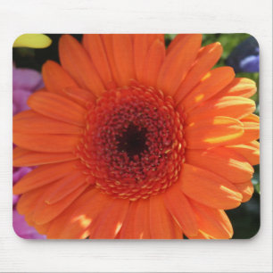 Zinnia Muismat