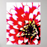 Zinnia Pop Art Poster<br><div class="desc">Een prachtig digitaal fotografisch poster dat je graag thuis hebt! Dit poster is voorzien van een zinnia-bloesem in rood,  roze,  wit,  zwart en geel in heldere pop art style.Digitale kunst uit de originele foto van de kunstenaar.Kies uw favoriete formaat en papiertype! www.kdstewart.net</div>