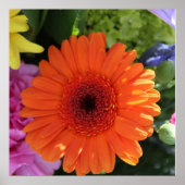 Zinnia Poster (Voorkant)