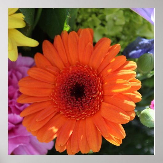 Zinnia Poster (Voorkant)