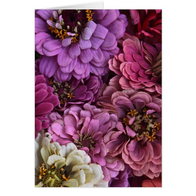 Zinnia Slice (Voorkant)