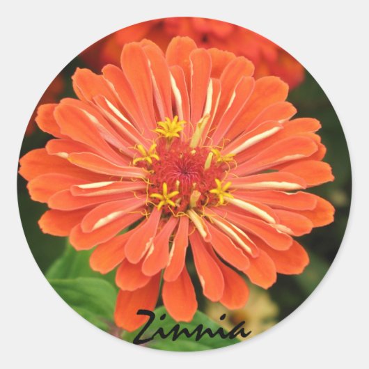 Zinnia-Sticker Ronde Sticker (Voorkant)