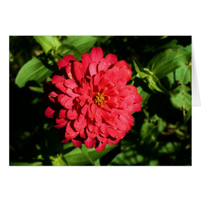"zinnia" van Larry Coressel (Voorkant Horizontaal)