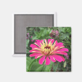 ZINNIA - Vibrant roze en crème - Magneet (Voorkant / Achterkant)