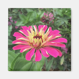 ZINNIA - Vibrant roze en crème - Magneet