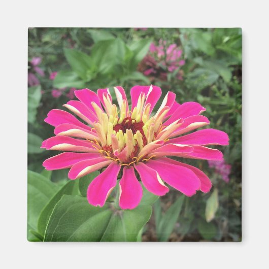 ZINNIA - Vibrant roze en crème - Magneet (Voorkant)