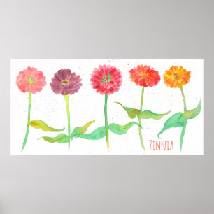 Zinnia Waterverf Flowers Poster