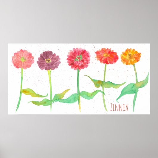 Zinnia Waterverf Flowers Poster (Voorkant)