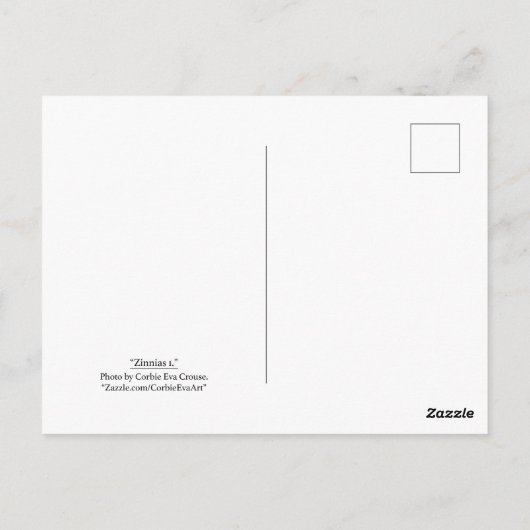 "Zinnias 1." Briefkaart (Achterkant)