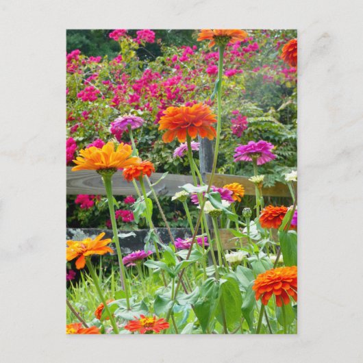 "Zinnias 1." Briefkaart (Voorkant)