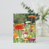 "Zinnias 2." Briefkaart (Staand voorkant)
