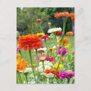 "Zinnias 2." Briefkaart