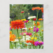 "Zinnias 2." Briefkaart (Voorkant)