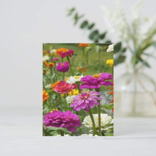 "Zinnias 3." Briefkaart (Staand voorkant)